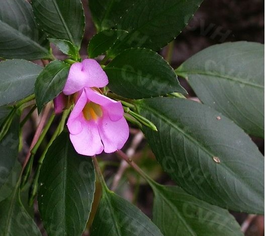 豐滿鳳仙花