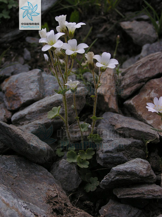 球莖虎耳草