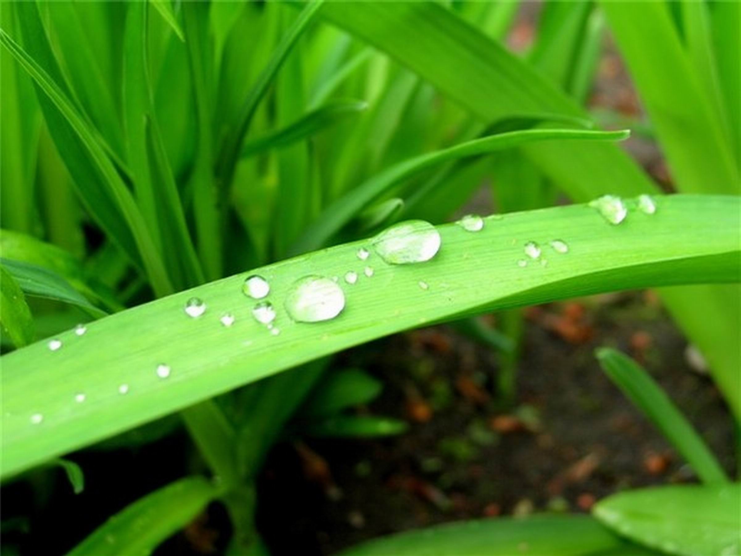 雨蕉