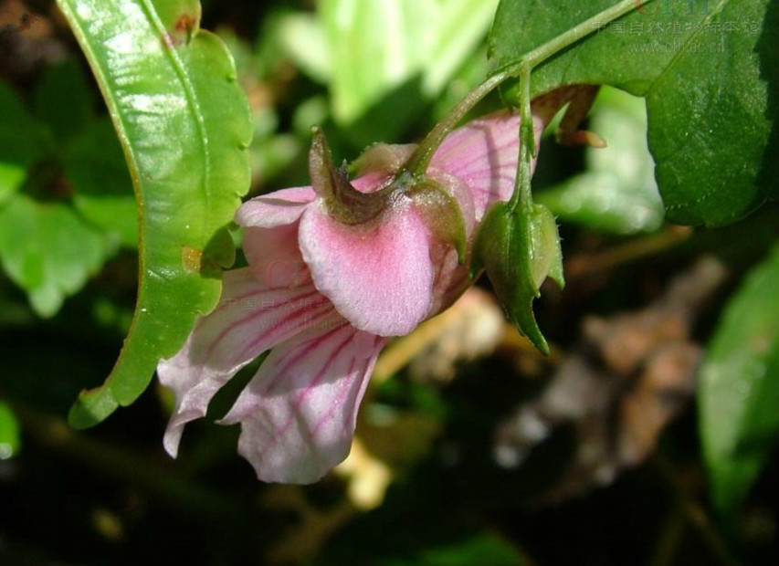 塊節鳳仙花