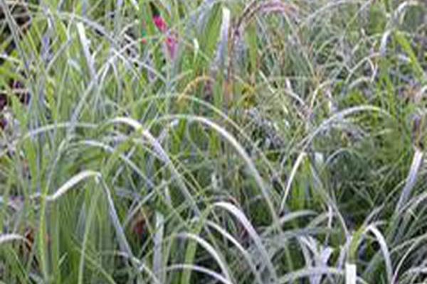 Carex flacca