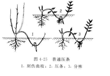 壓條繁殖