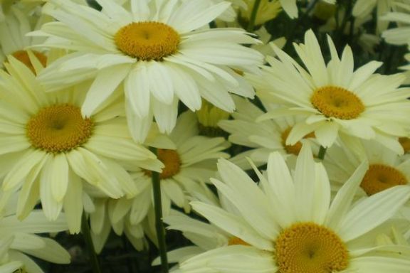 Leucanthemum × superbum \x27Northern Lights\x27