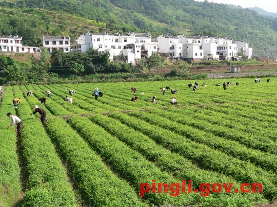 陝西平利絞股藍基地