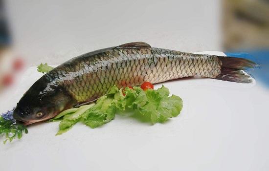 漳河水庫草魚