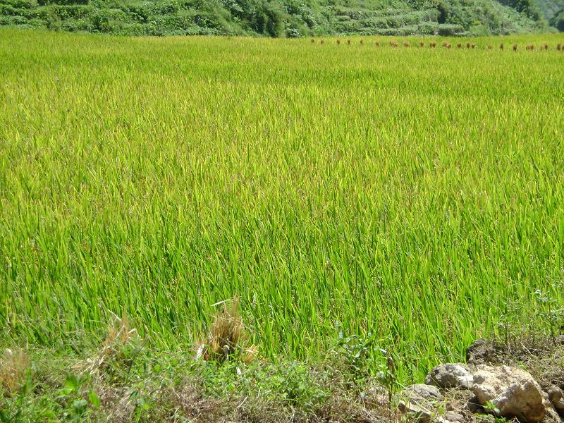 村民種植的水稻