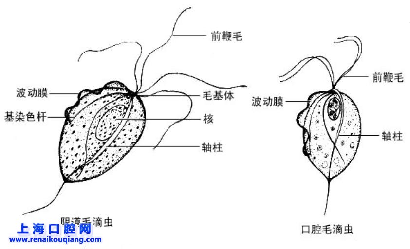 辨別口腔毛滴蟲與陰道毛滴蟲