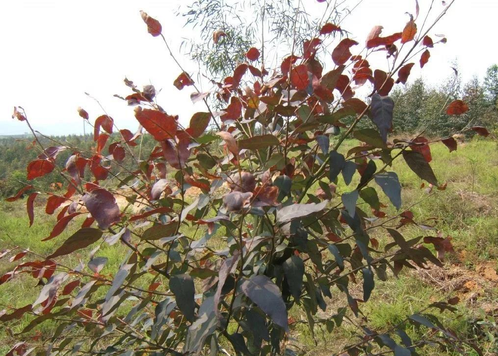 藍桉(桃金孃科桉屬植物)