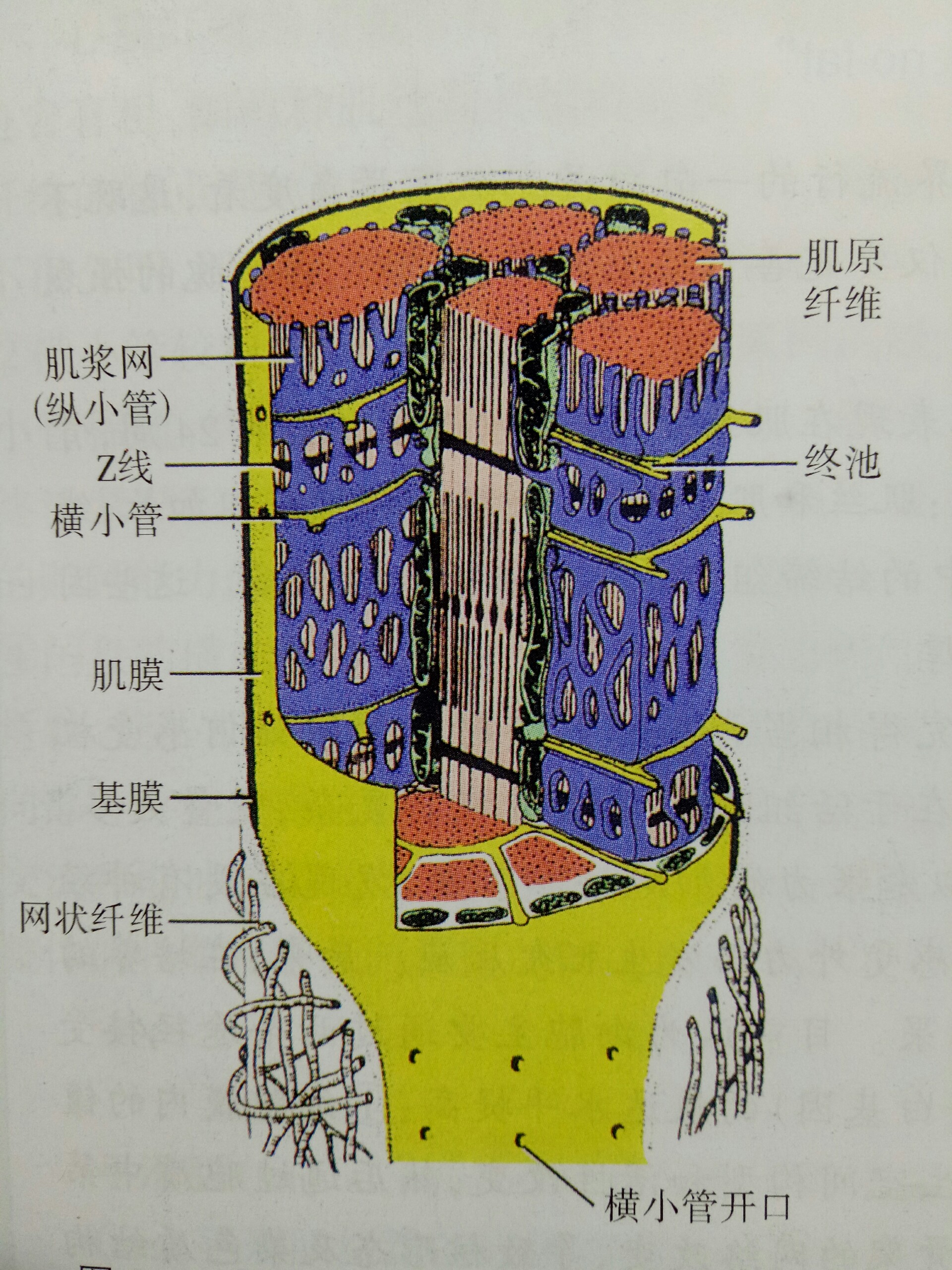 橫小管