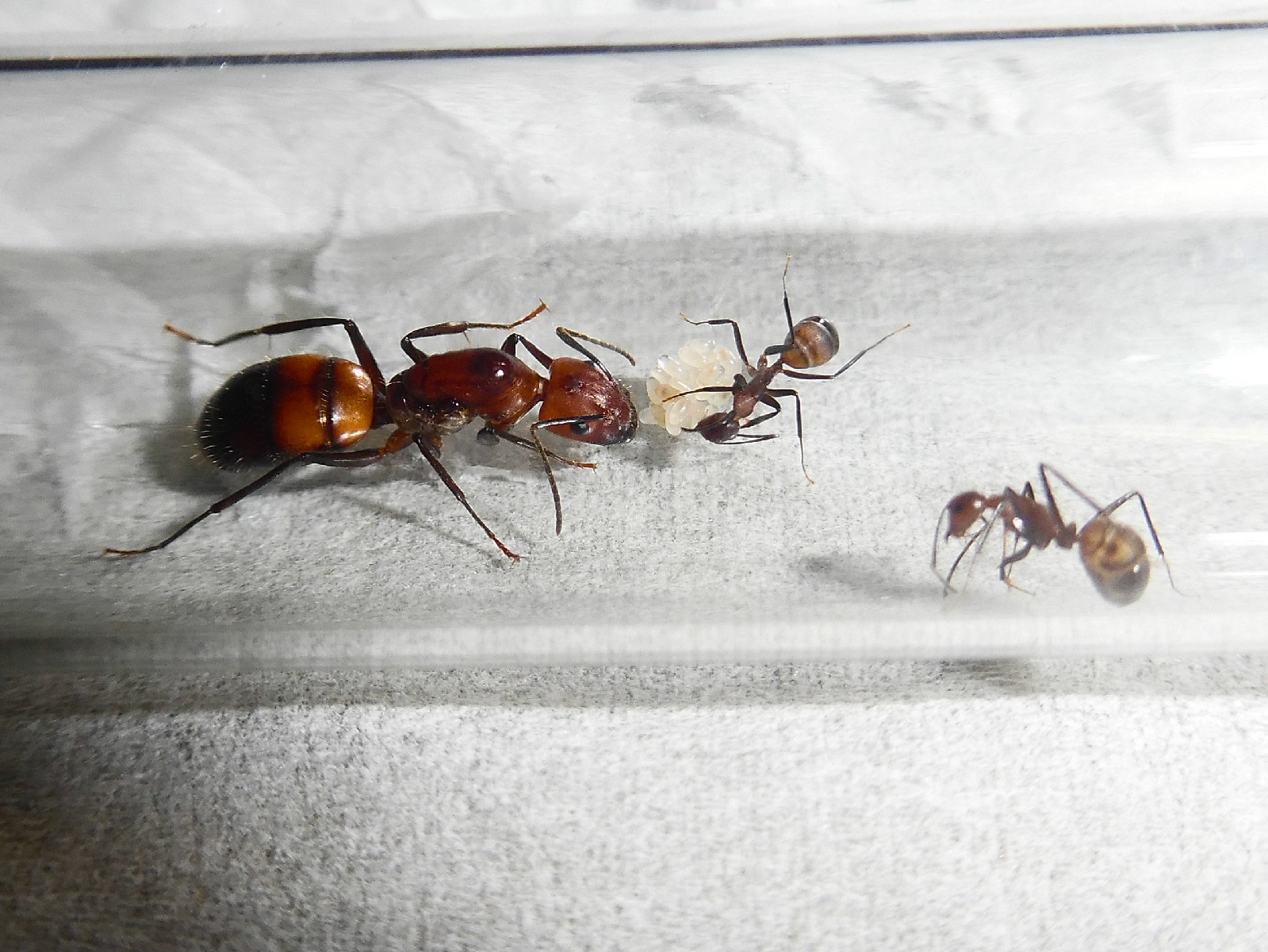 尼科巴弓背蟻（Camponotus nicobaresis）的蟻后、工蟻和卵幼