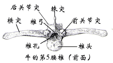 橫突