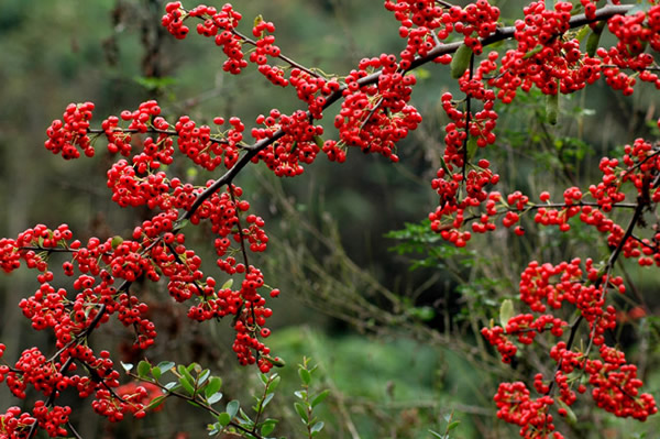 紅果