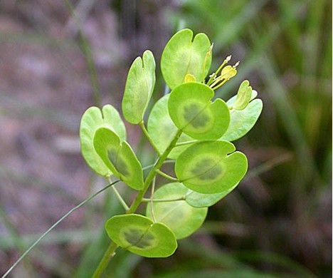 新疆菥蓂