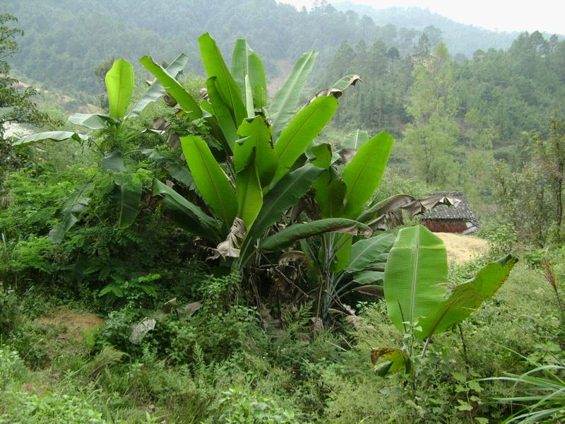 祥啟村民委龍窩自然村