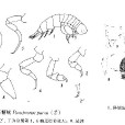 甘氏近海精戎