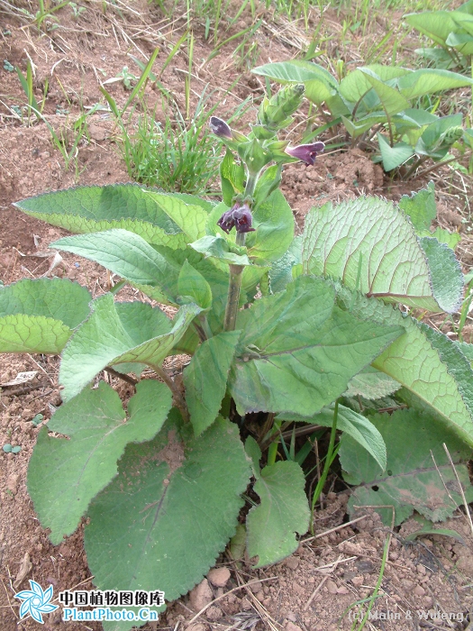 大葉鼠尾草