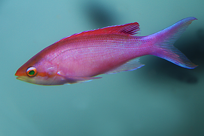 Purple Anthias