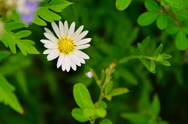 毛枝狗娃花