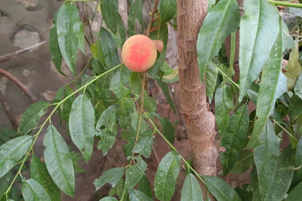 桃樹黃山學院2號