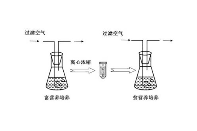 一種提高微藻生物質和油脂產量的培養方法