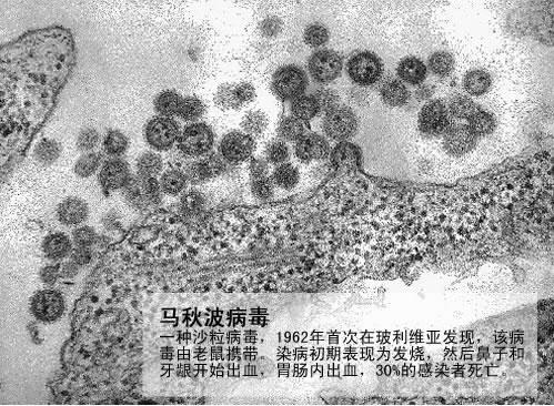 馬秋波病毒