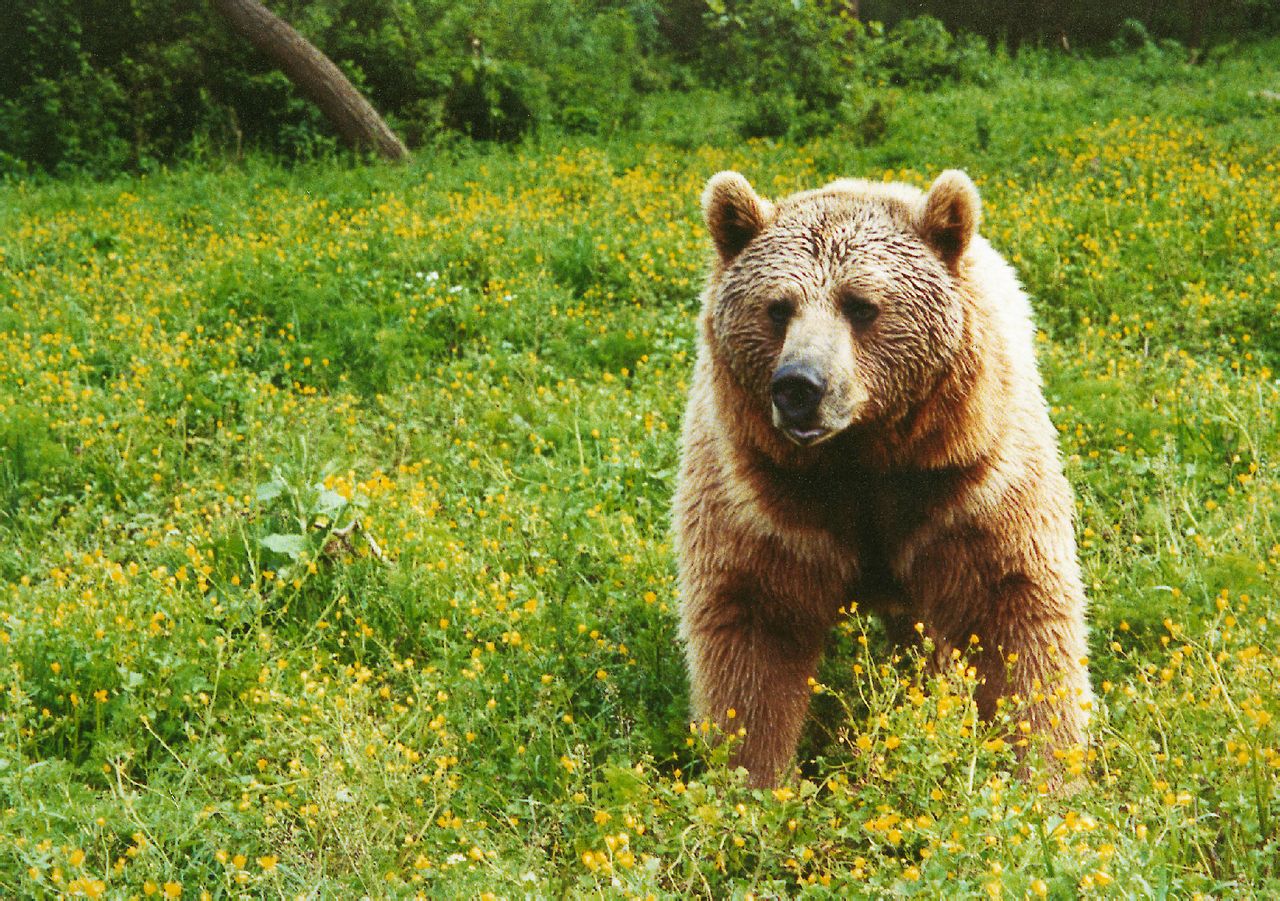 野生動物保護組織