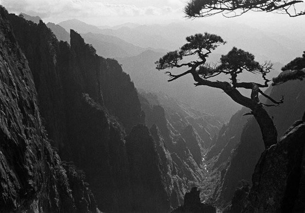 黃山——依石隙微土而生，抗烈日嚴寒而存