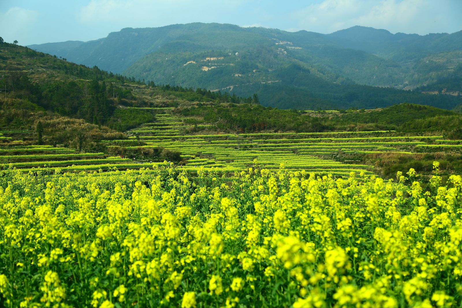 江嶺村(江西省上饒市婺源縣溪頭鄉下轄村)