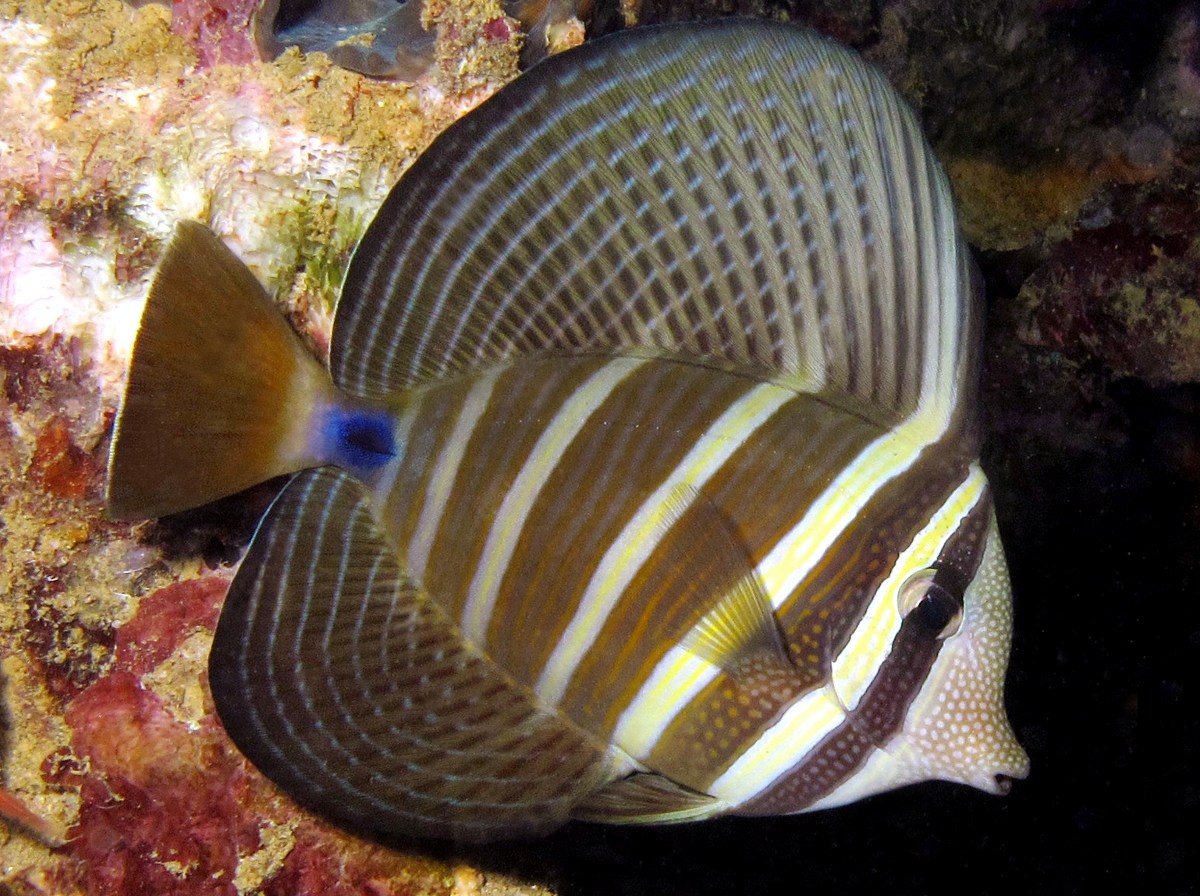 小高鰭刺尾魚