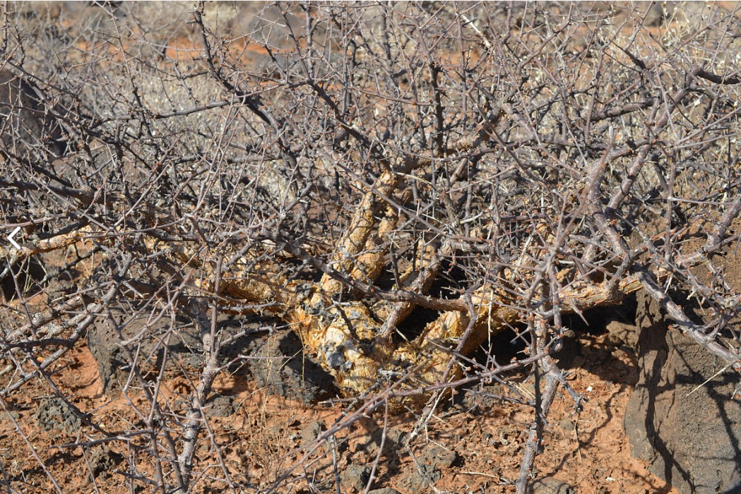 Commiphora