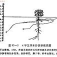 褐色沙拐棗