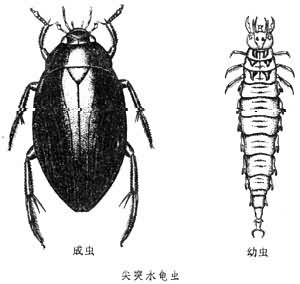 尖突巨牙甲