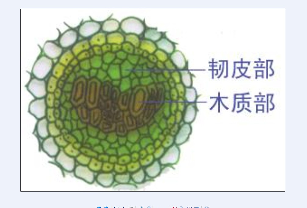 維管組織剖面