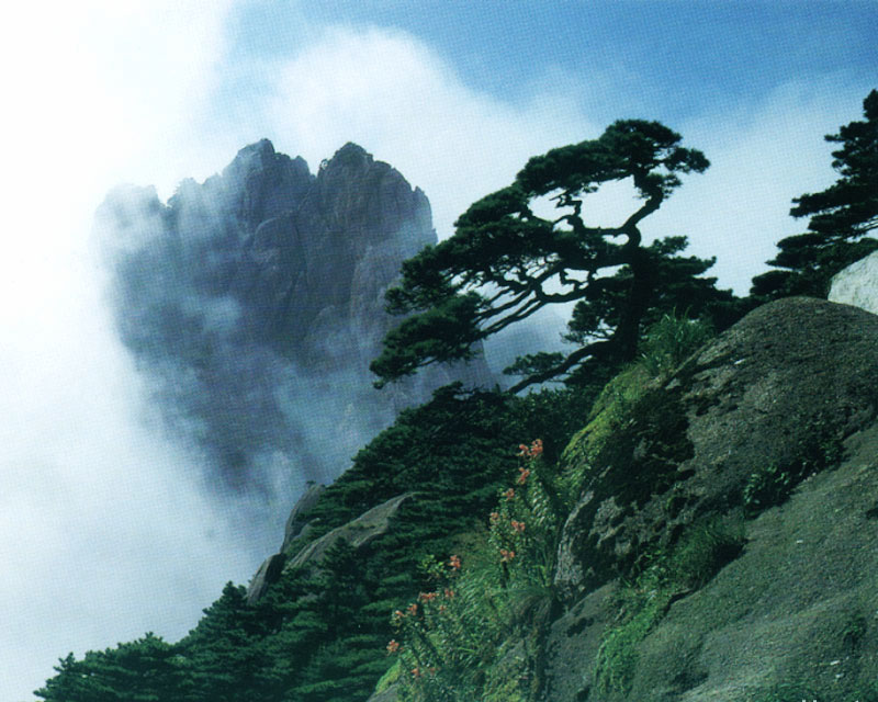 黃山十大名松