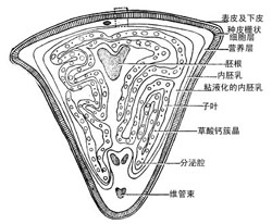 牽牛子(盆甑草)