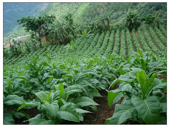 六根自然村烤菸種植業