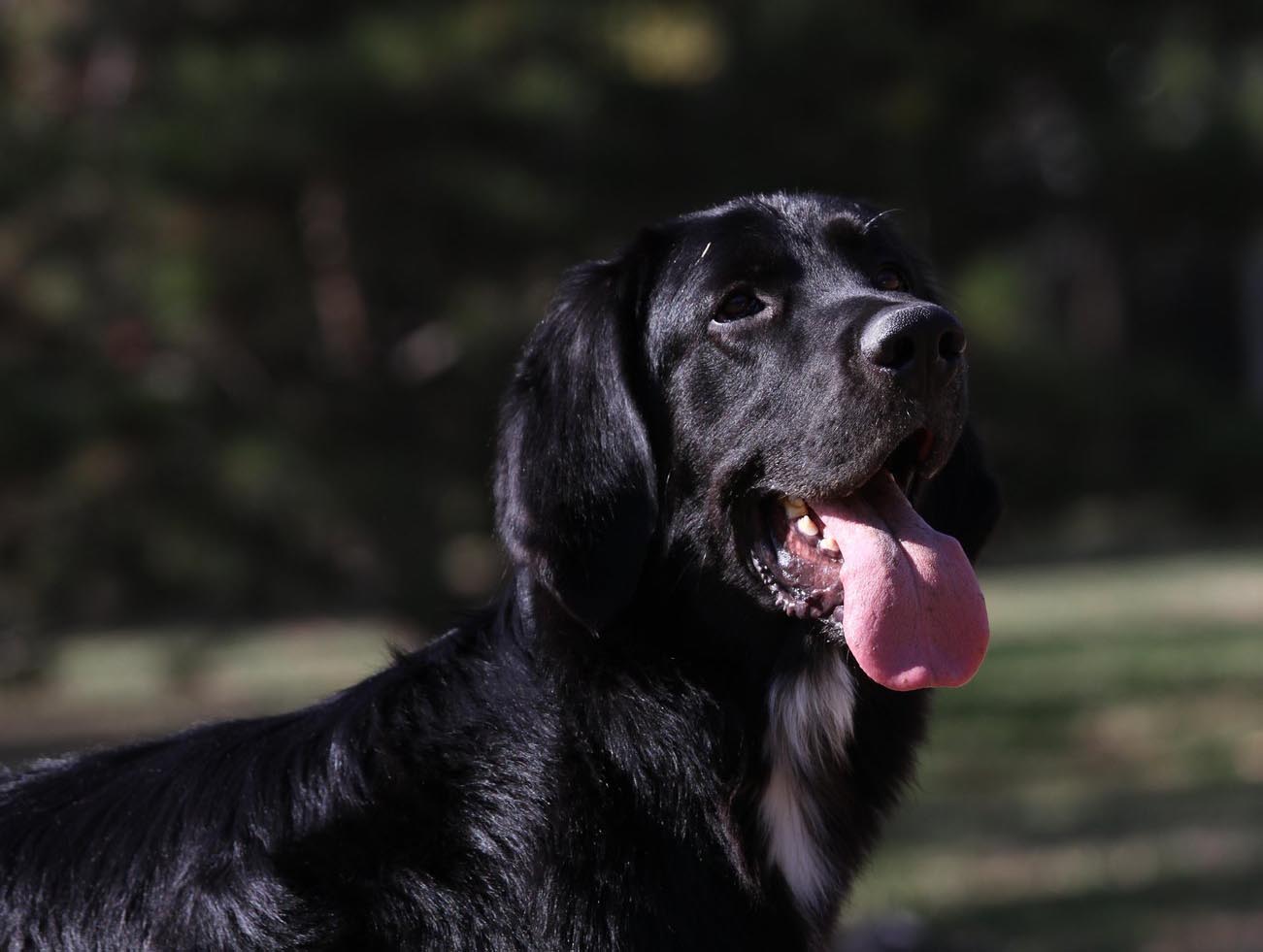 平毛獵犬