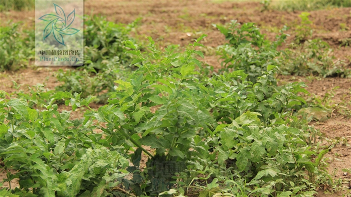 歐防風-李西貝陽 拍攝於：北京市海淀區中國醫學科學院藥用植物園