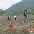 甘溪村(湖南省張家界市桑植縣陳家河鎮下轄行政村)