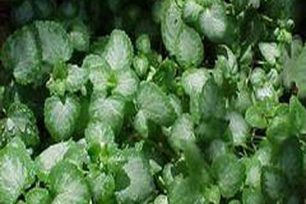 Lamium maculatum \x27White Nancy\x27