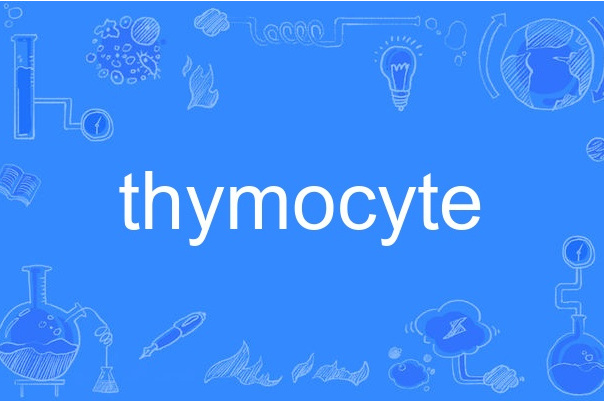 thymocyte