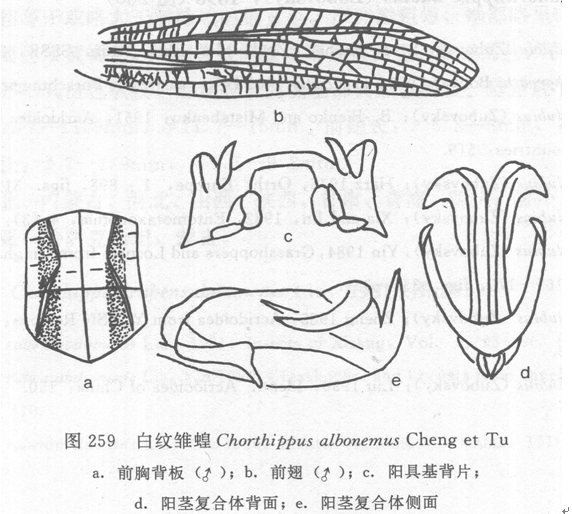 白紋雛蝗