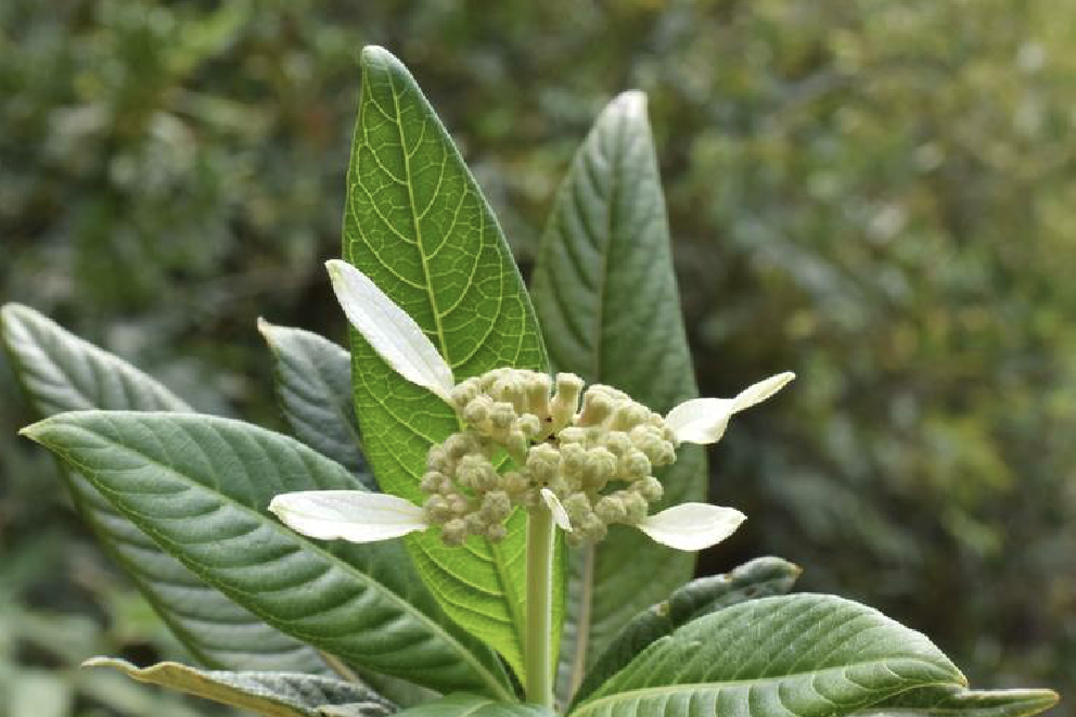 繡球茜(繡球茜草)