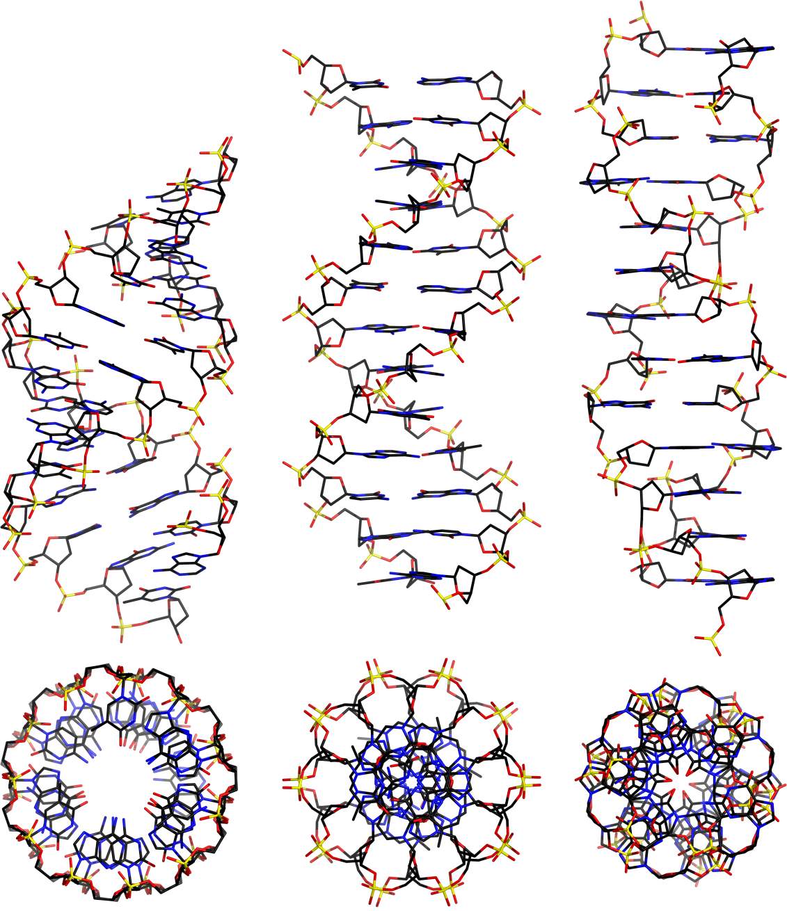 Z-DNA(Z型DNA)