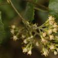 藤菊(滇南千里光（植物）)