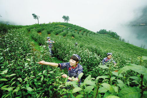 婺州舉岩茶