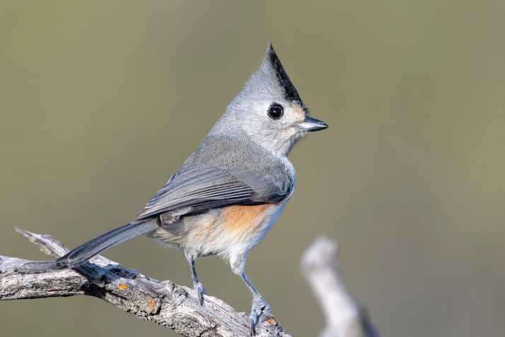 黑冠鳳頭山雀