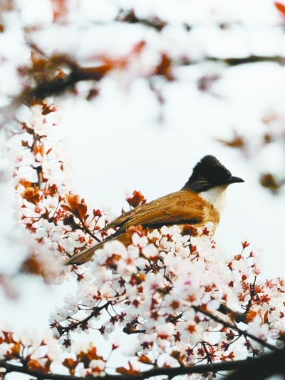 鳥語發展