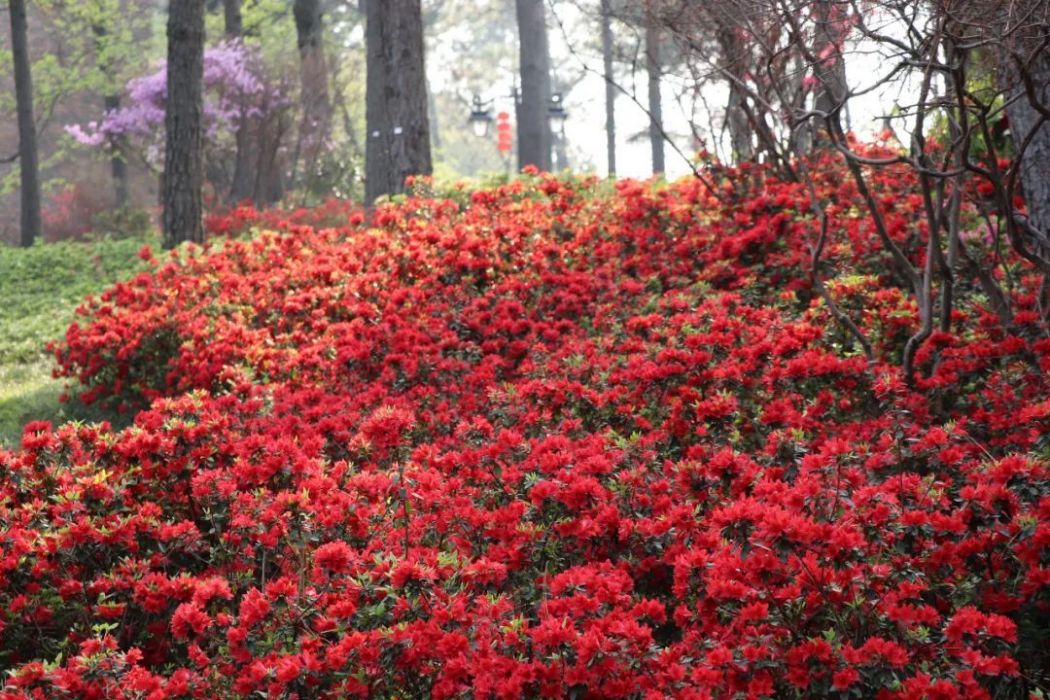 紅寶石杜鵑