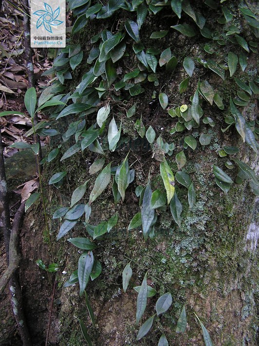 骨牌蕨(上樹咳)